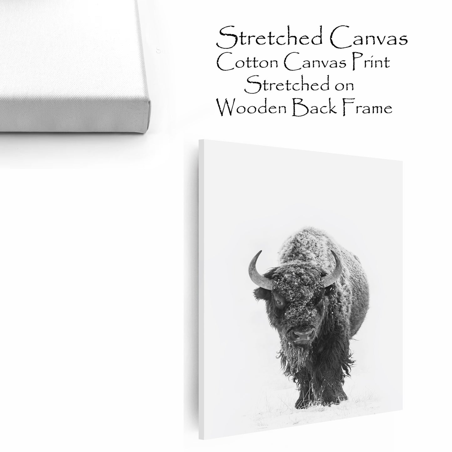 Bison with snow stretched canvas.