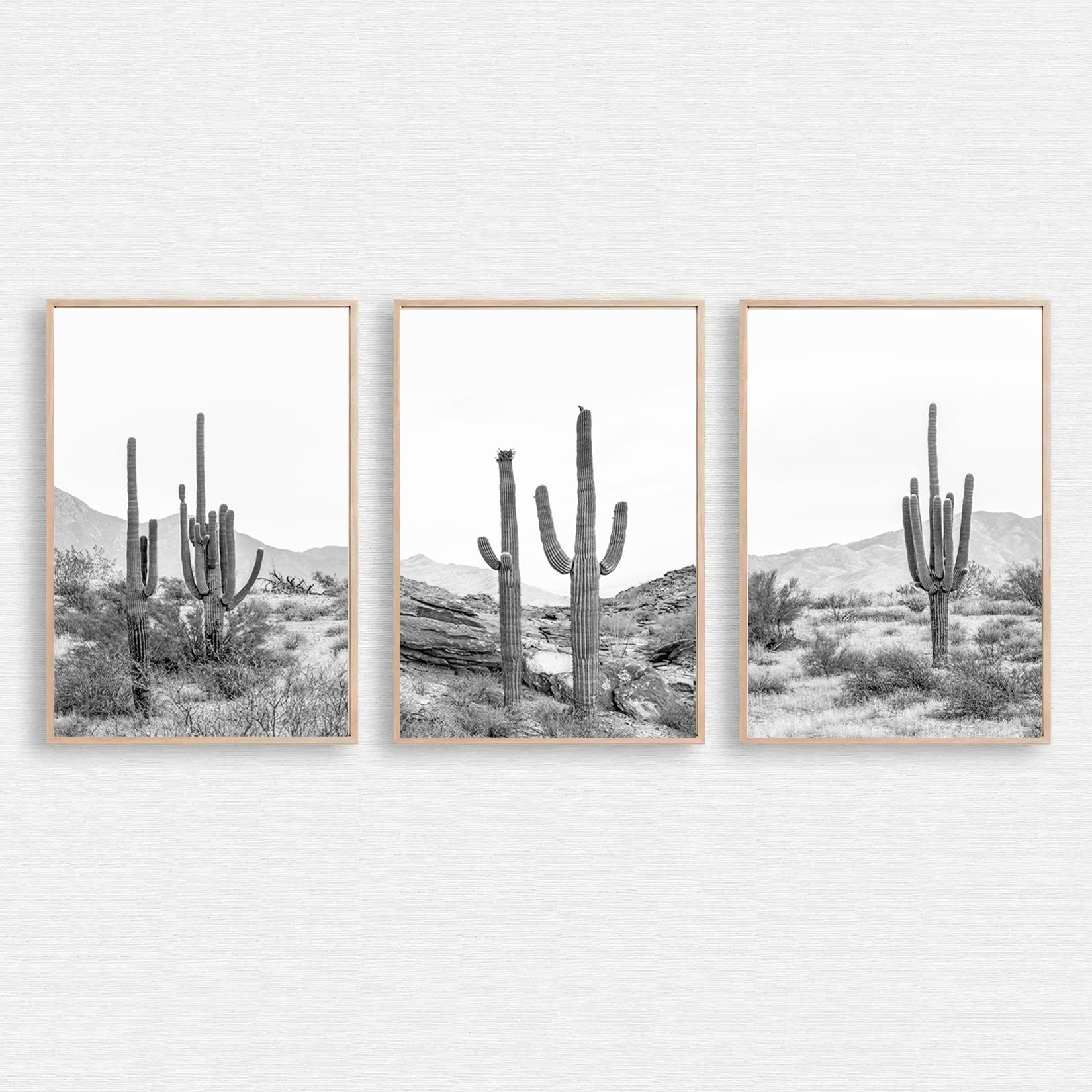 Kakteen-Triptychon in der Wüste von Arizona