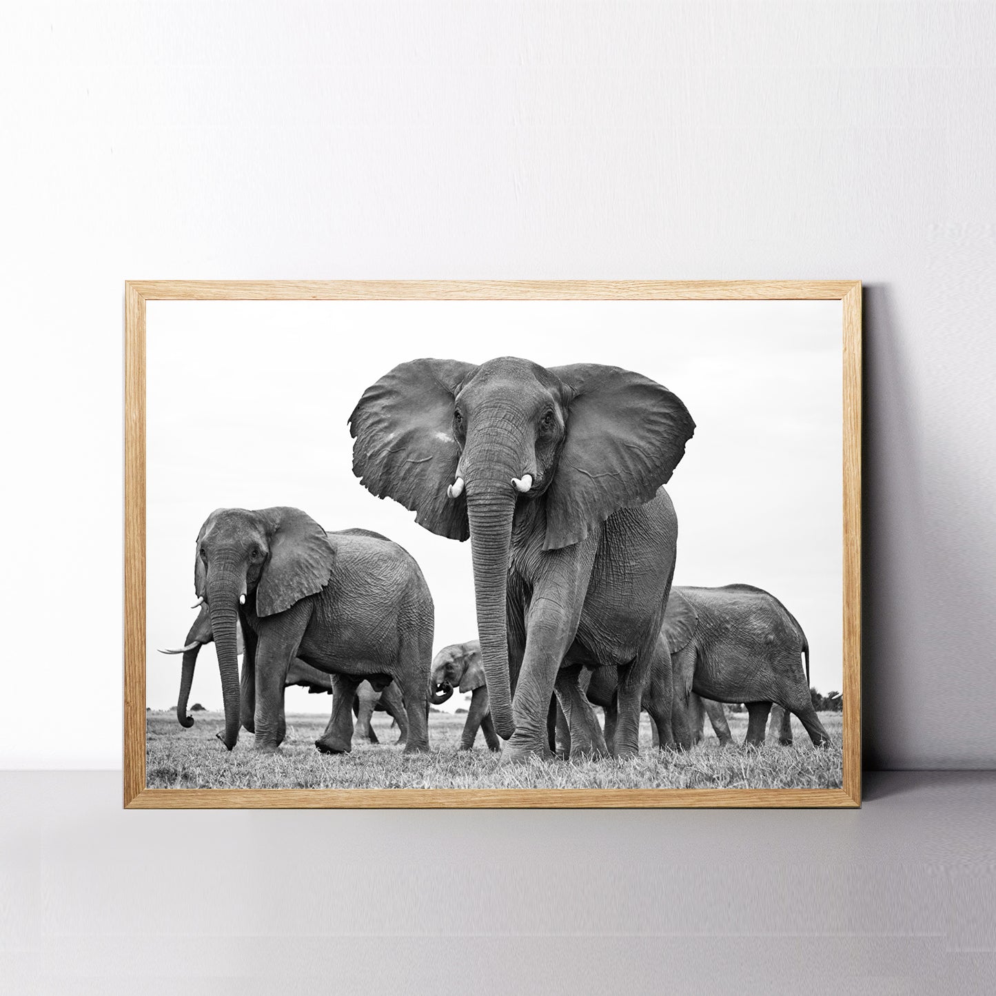 Elephants pride black white photo.