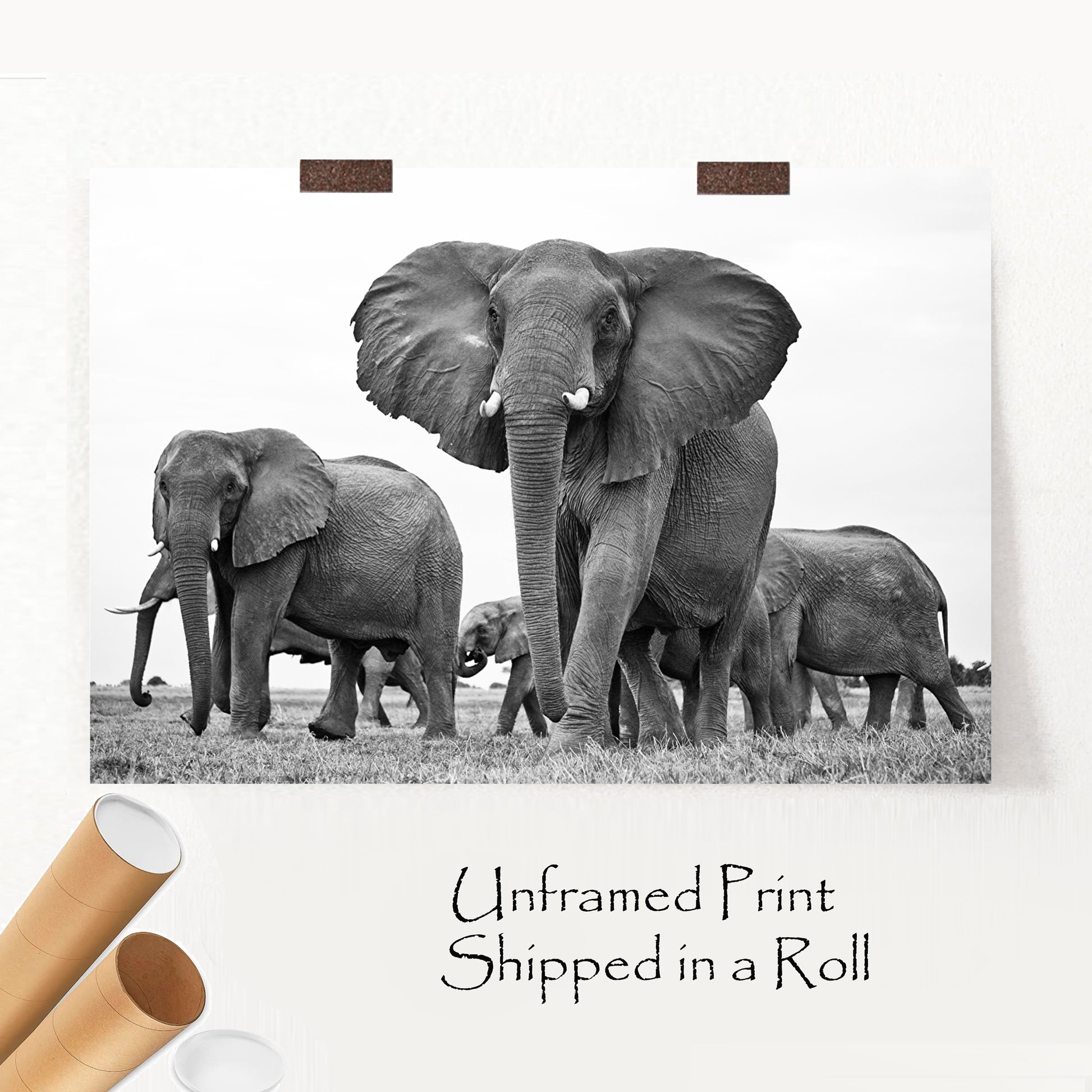 Elephant pride unframed print.