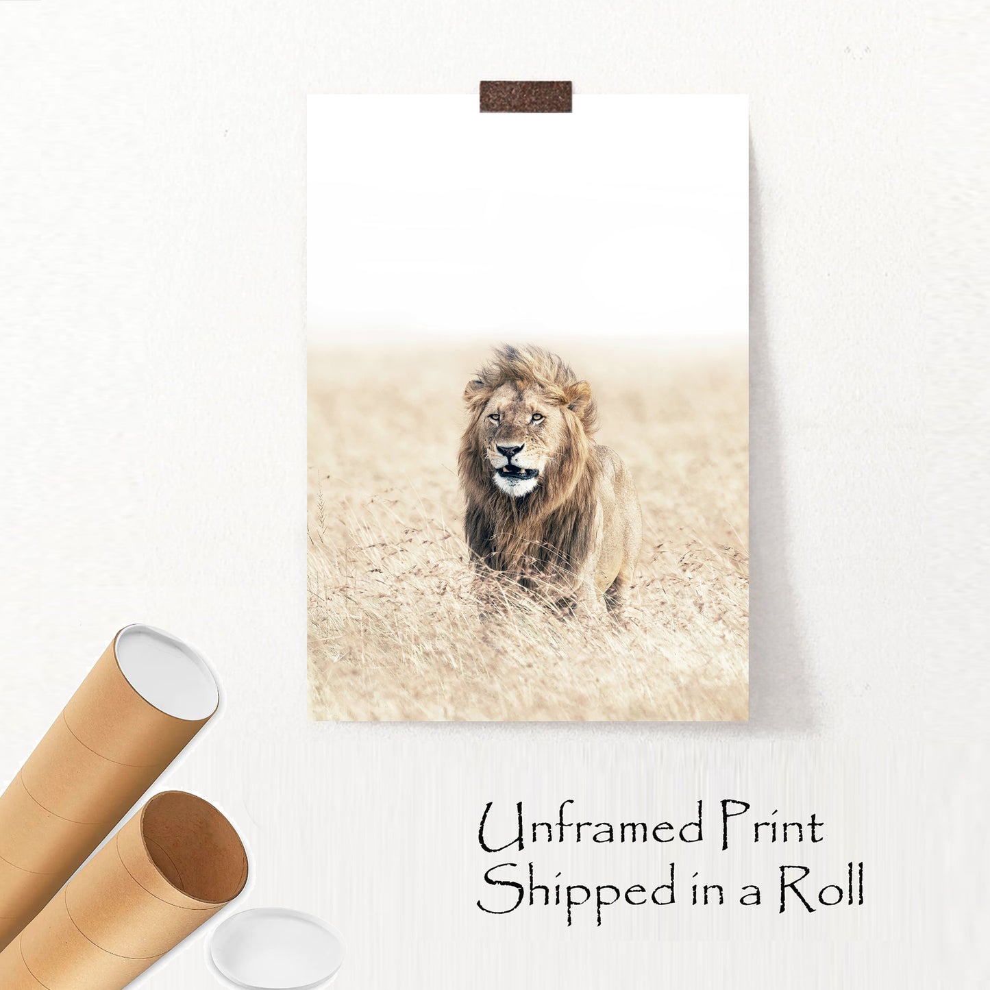 Lion in the grass unframed print.