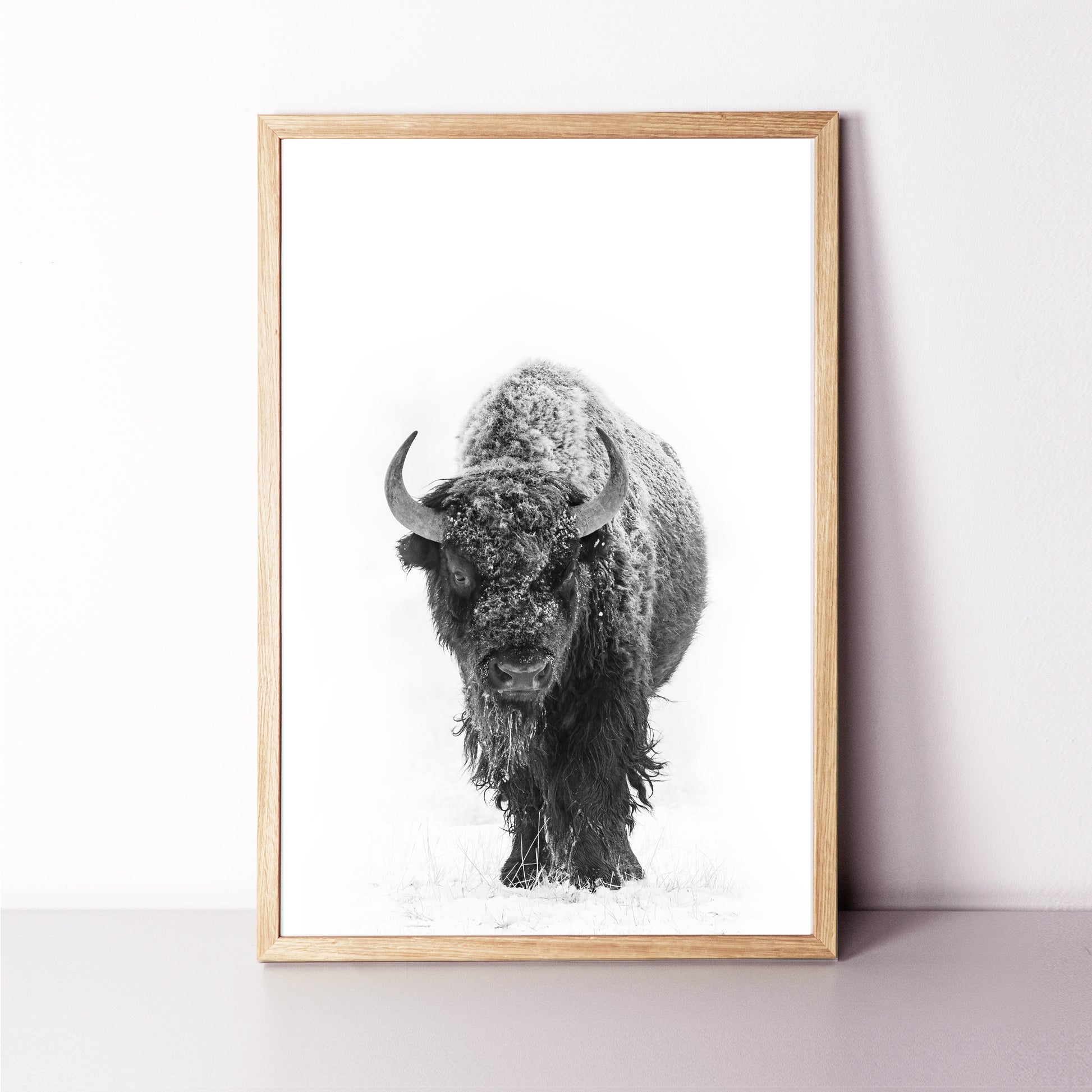 Bison with snow photograph.