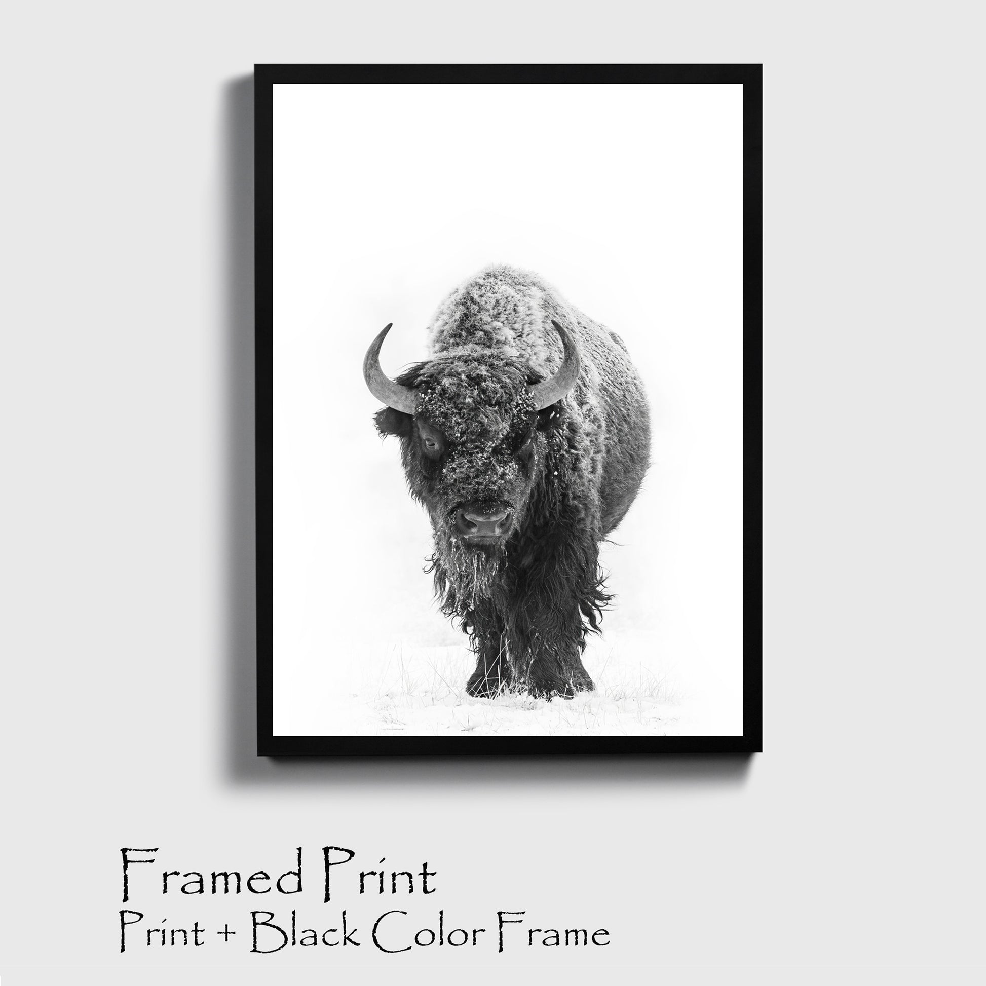 Bison with snow print in black color frame.