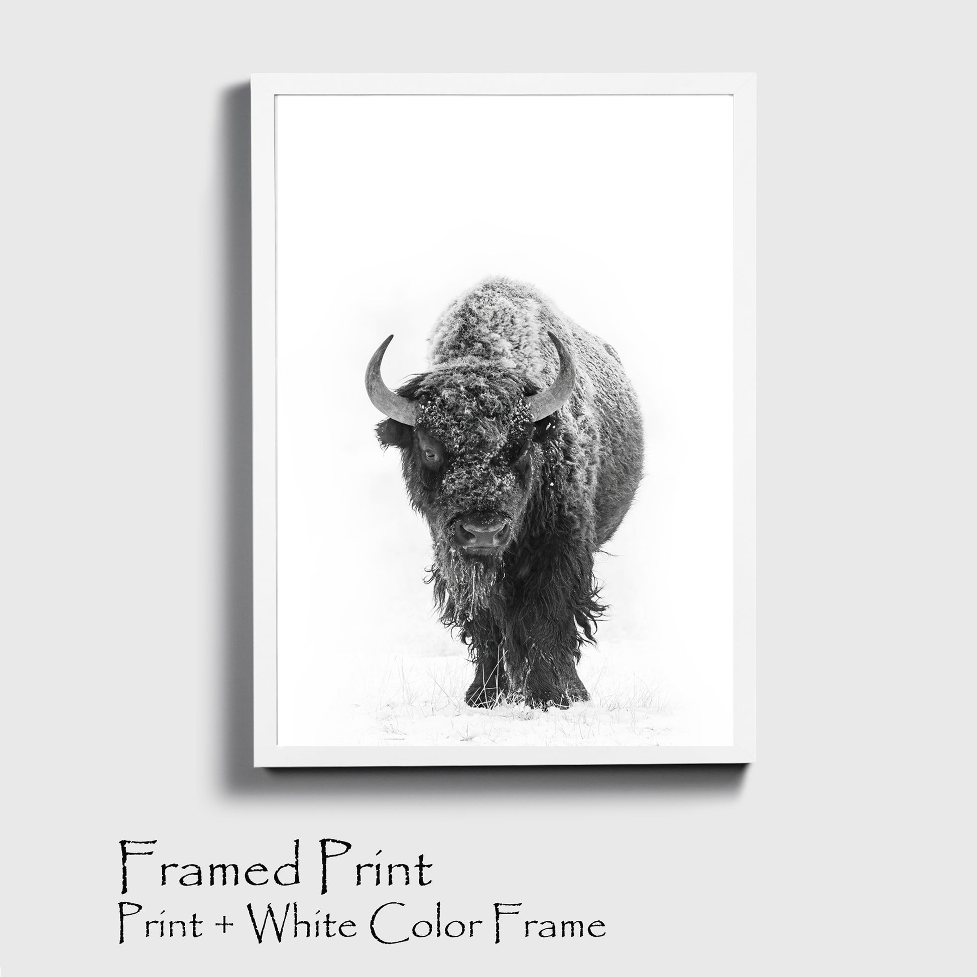 Bison with snow print in white color frame.