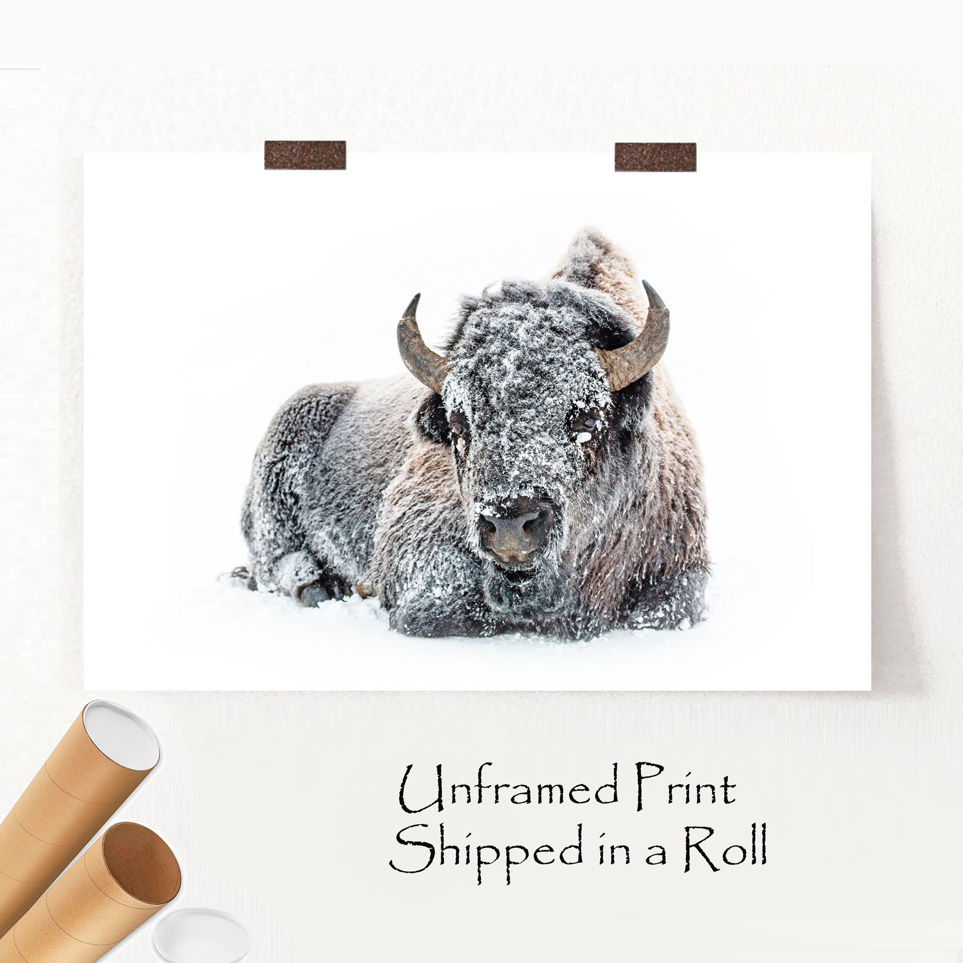 Lying bison unframed print.