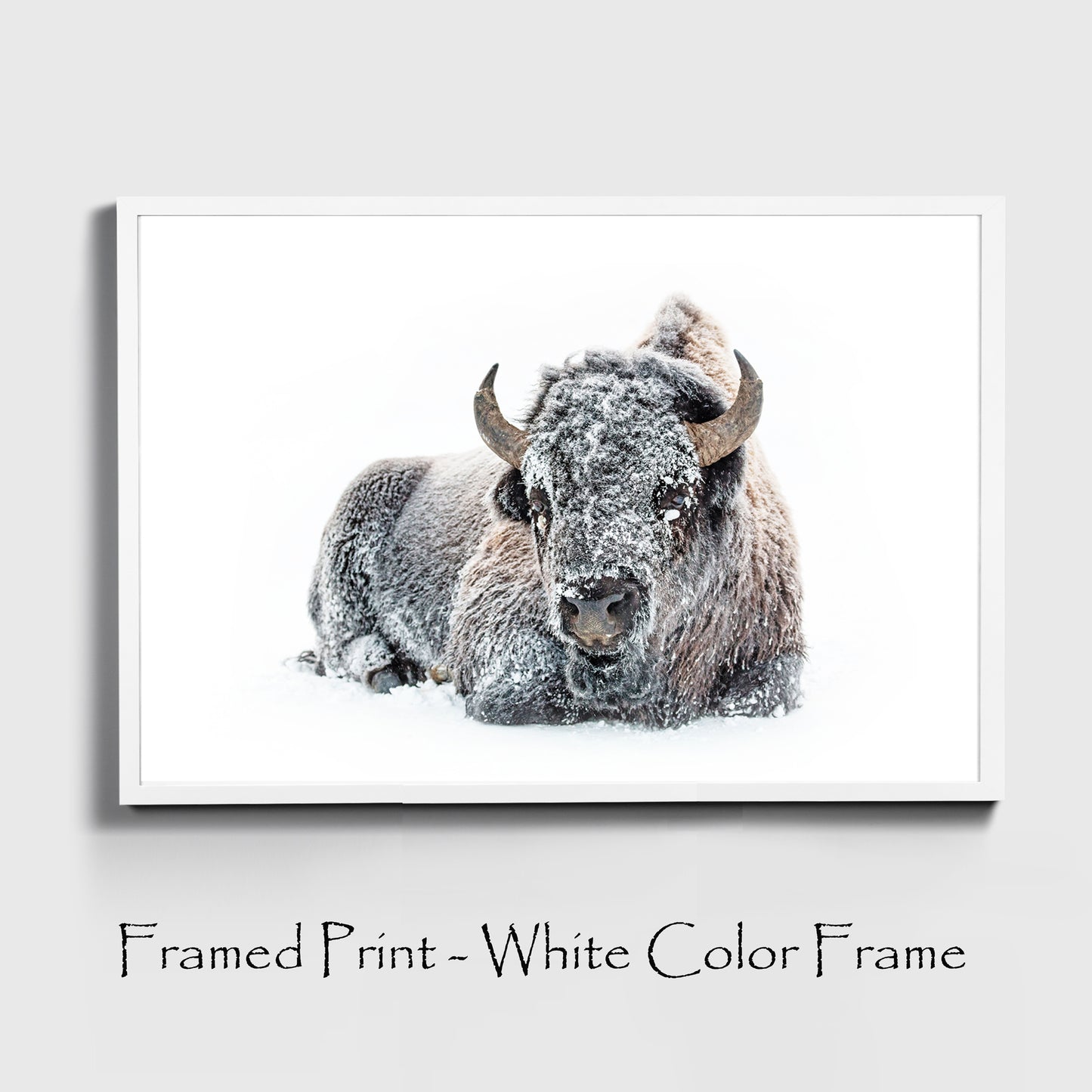 Lying bison print in white color frame.