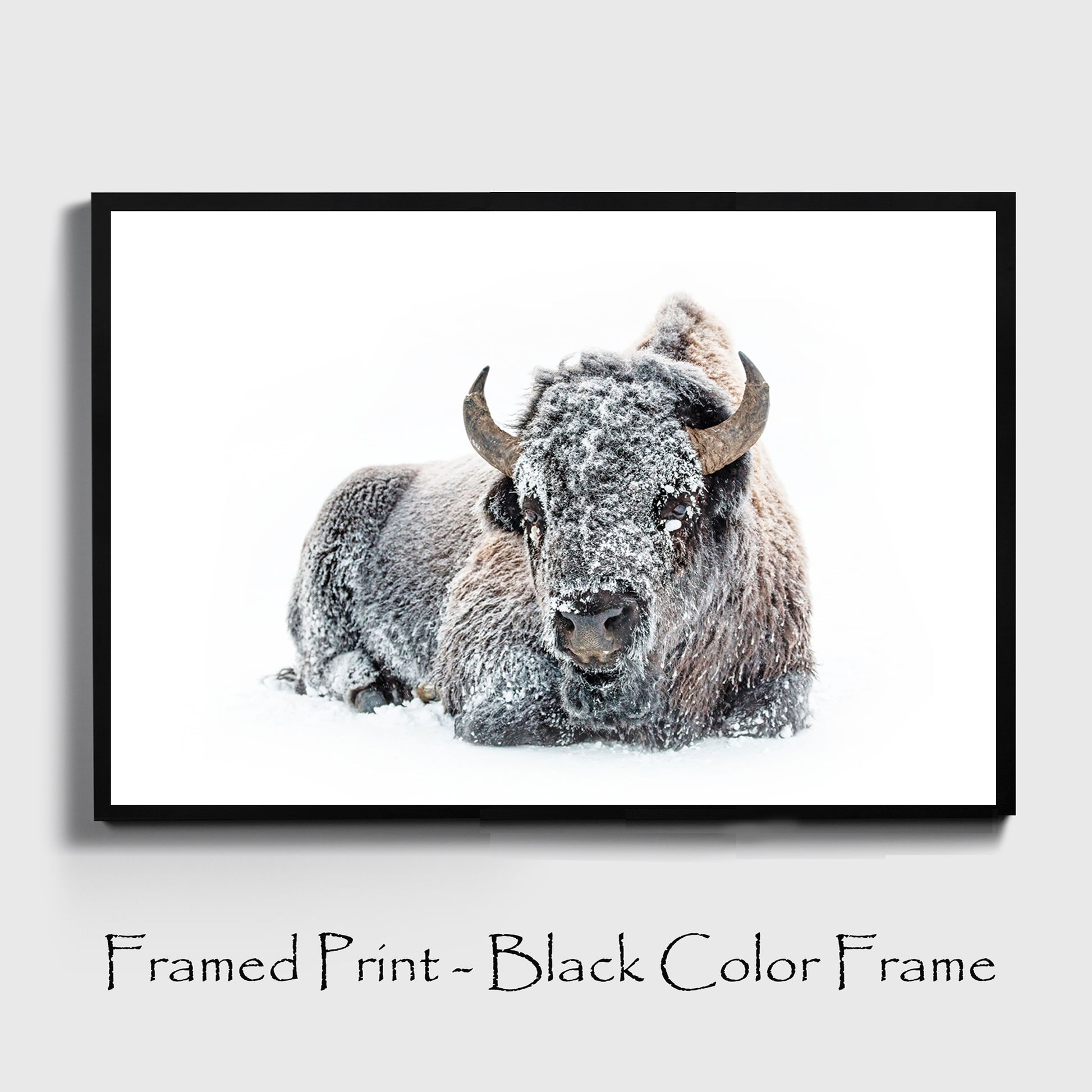 Lying bison print in black color frame.