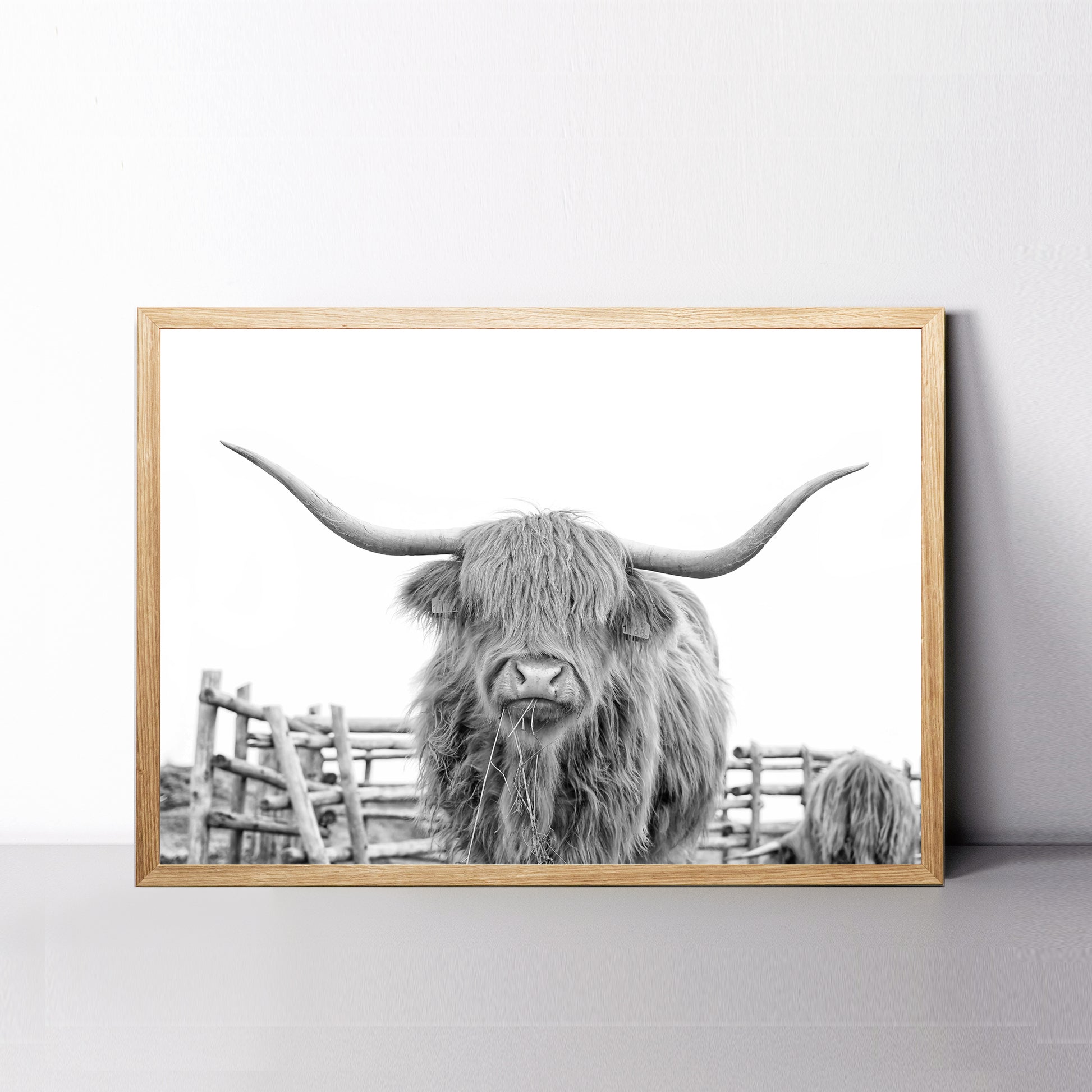 Shaggy cow chewing hay wall art.