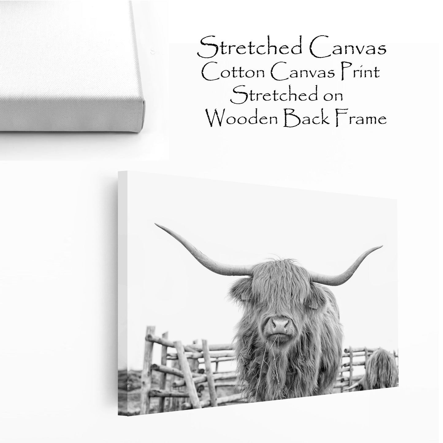 Stretched canvas with shaggy cow chewing hay.