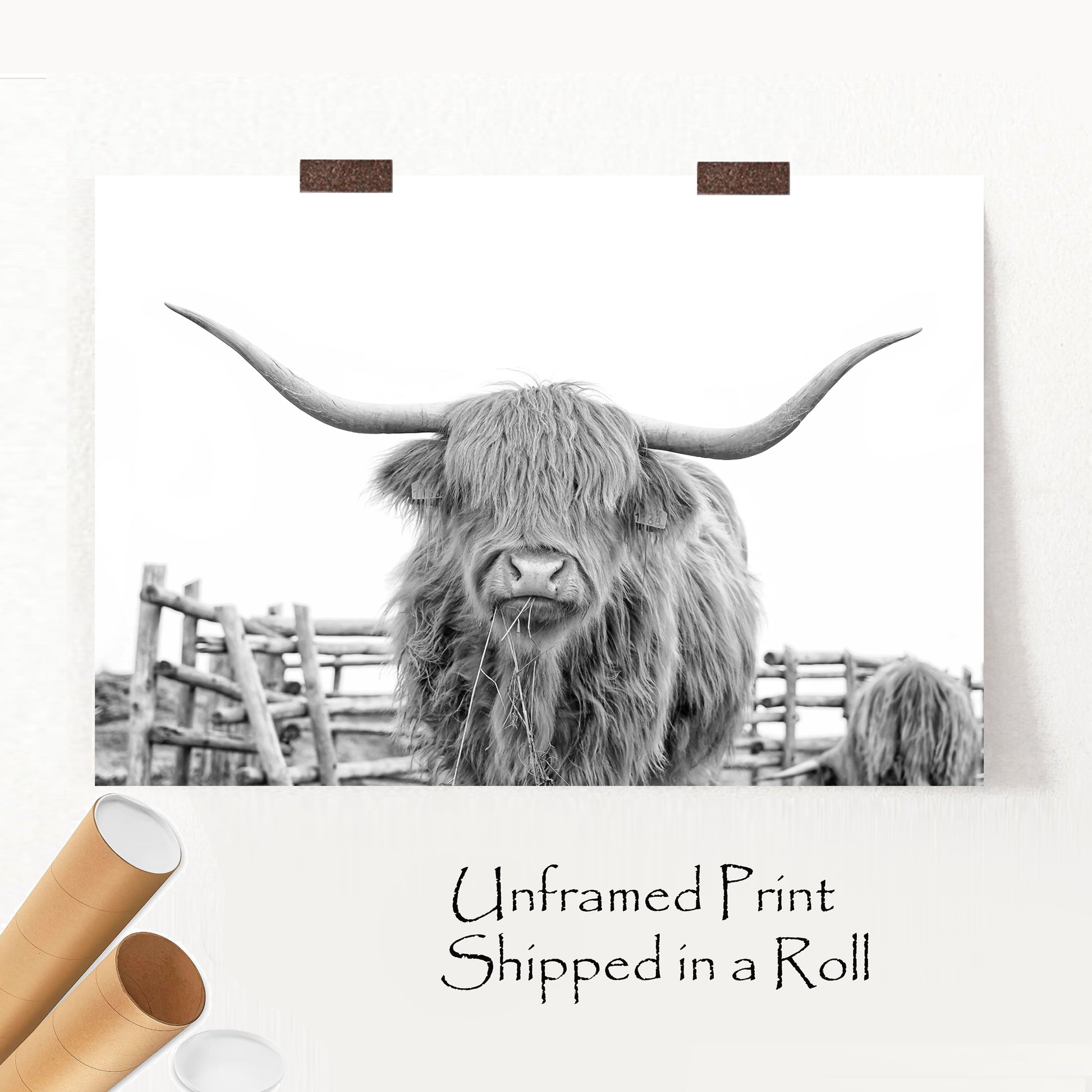 Shaggy cow chewing hay unframed print.