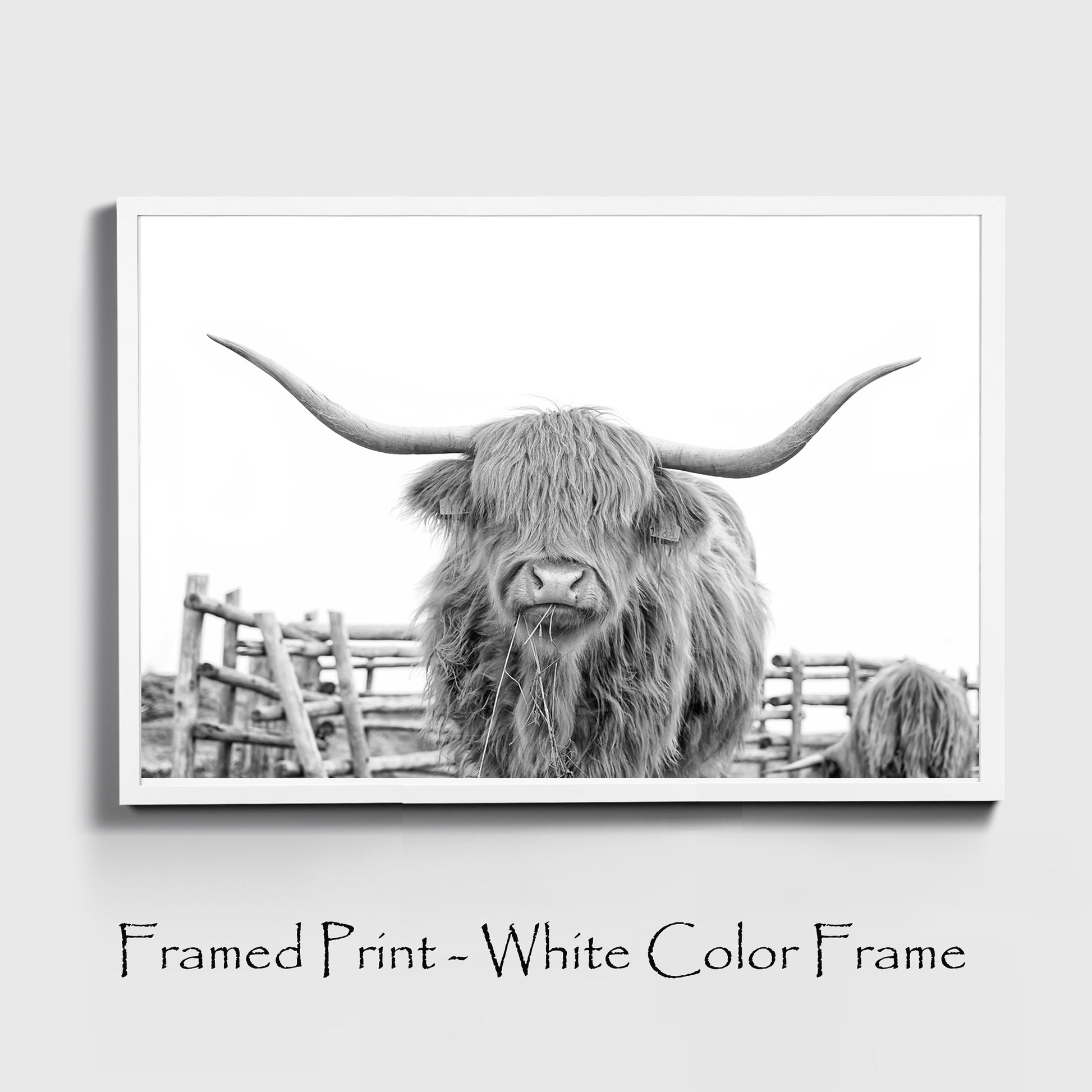 Shaggy cow chewing hay print in white color frame.