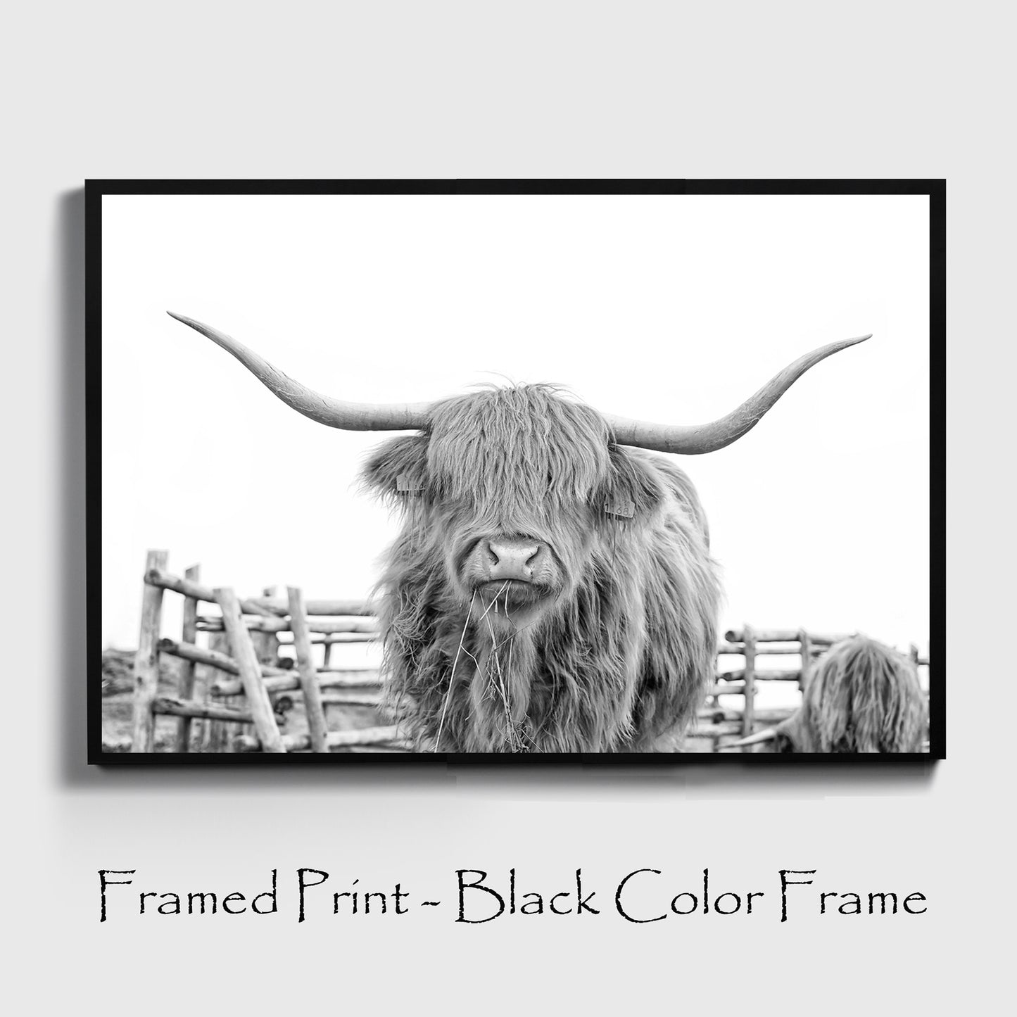 Shaggy cow chewing hay print in black color frame.