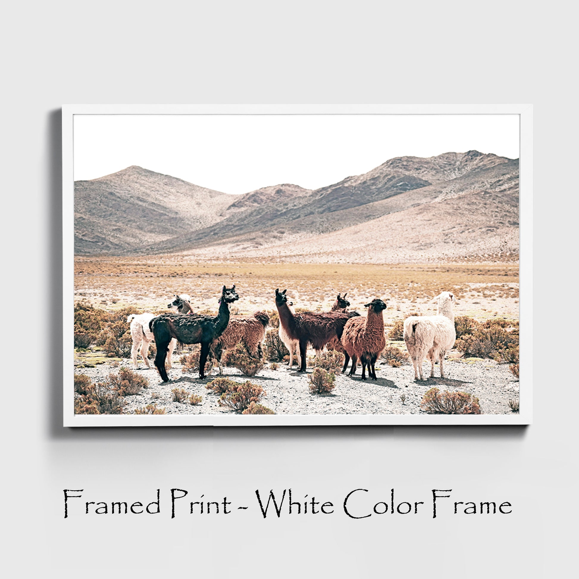 Llamas print in white color frame.