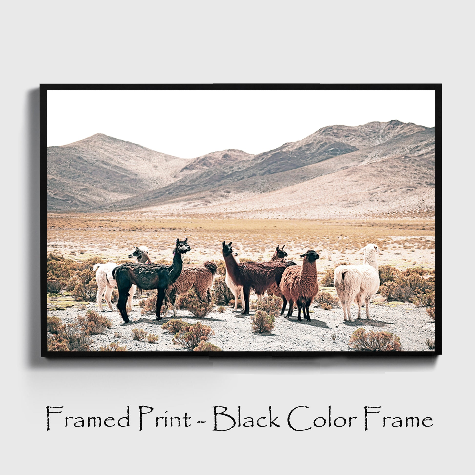 Llamas print in black color frame.