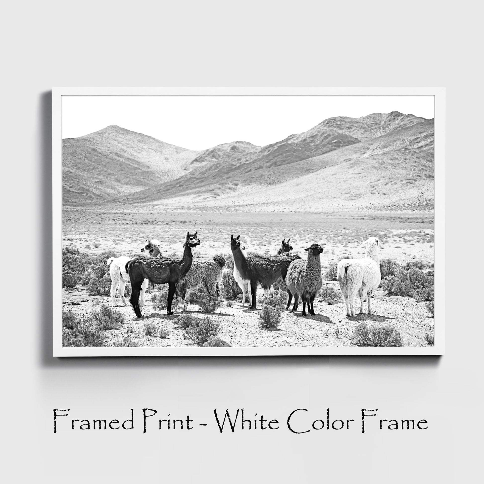 Llamas print in white color frame.