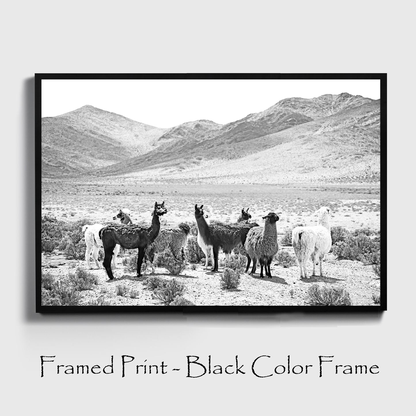 Llamas print in black color frame.