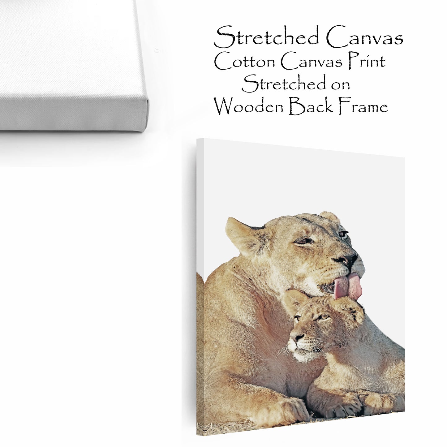 Lioness and lion cub stretched canvas.