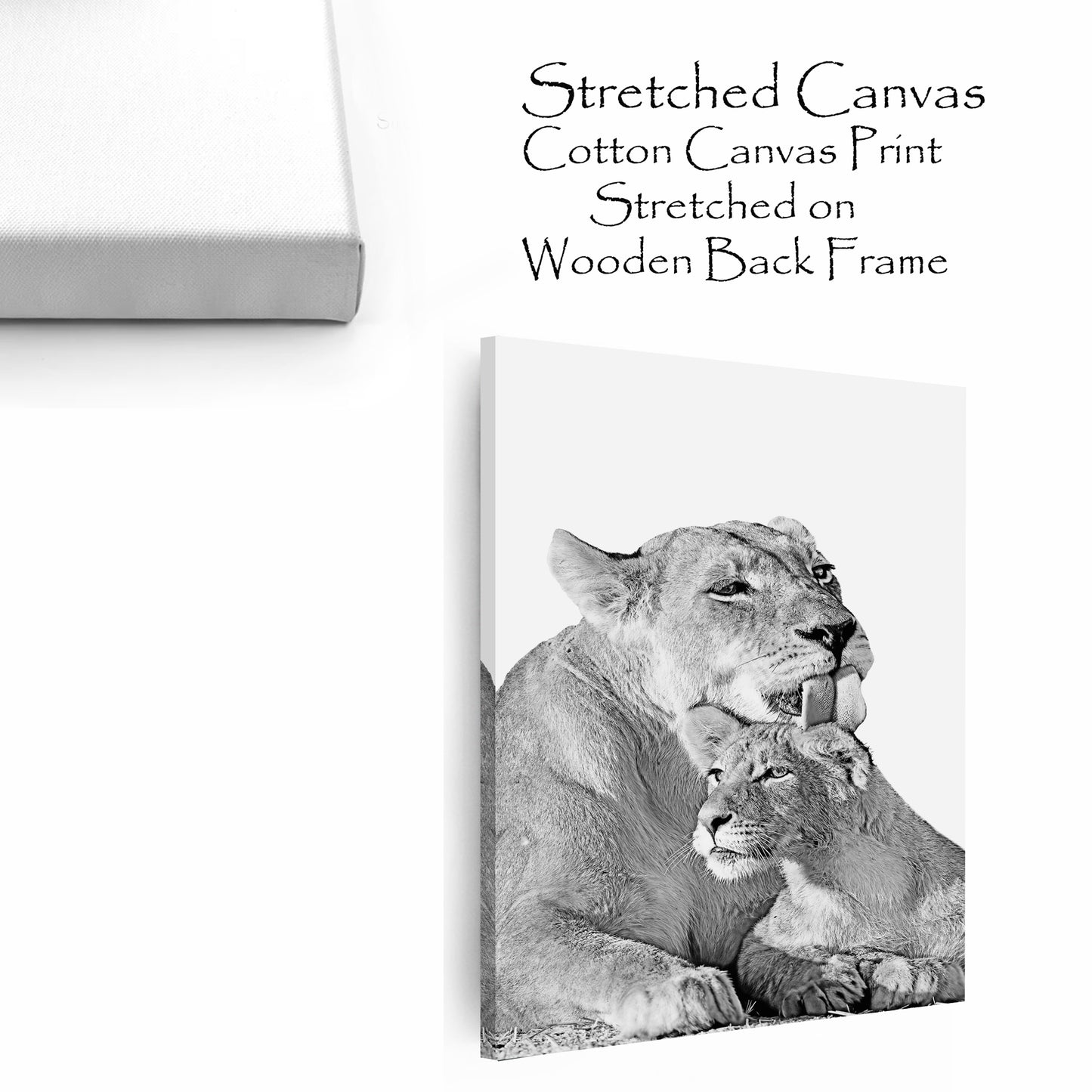 Lioness and lion cub stretched canvas.