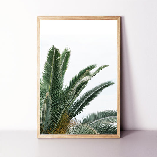 Palm tree leaves poster.