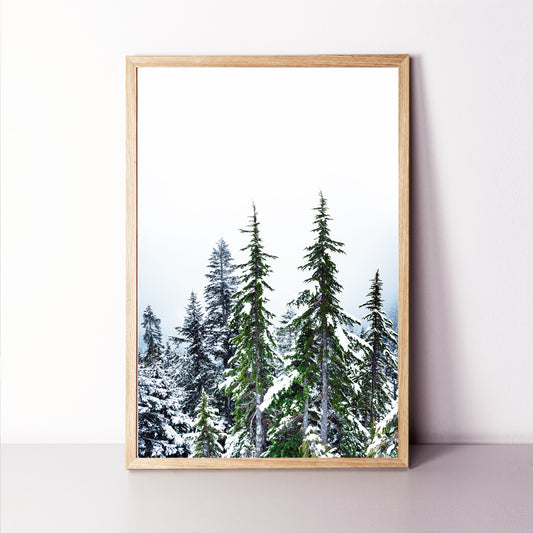 Winter Forest Wall Art | Green Pine Tree Forest with Snow Large Print or Canvas