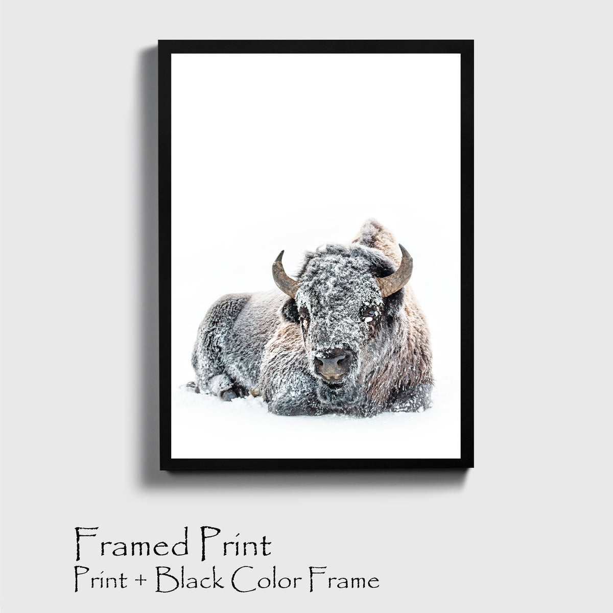 Bison photo in black color frame.