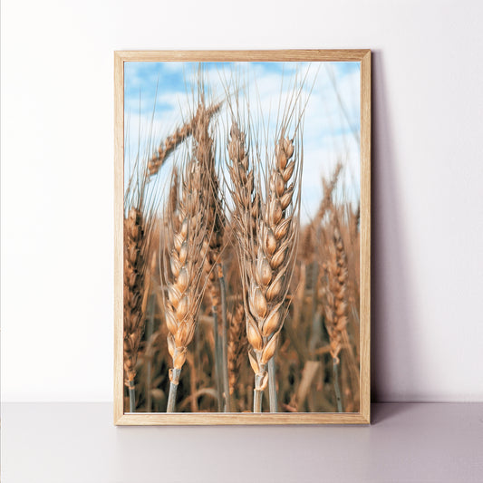 Ripe ears of wheat print.