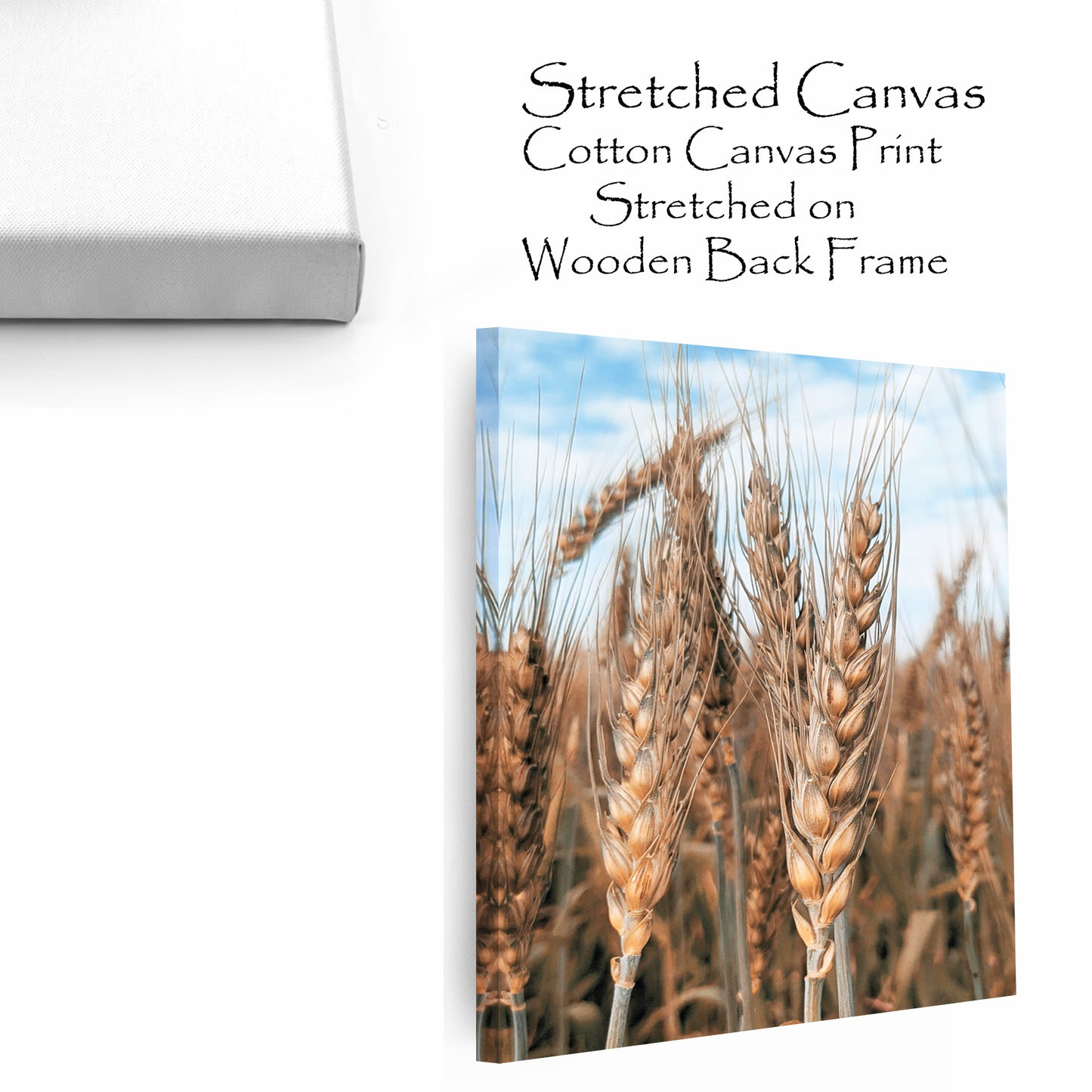 Wheat ears and blue sky stretched canvas.