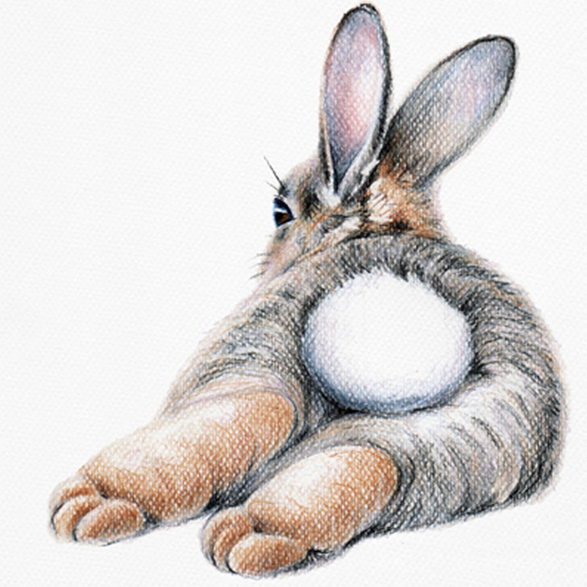 Drawing of a bunny with a fluffy tail.