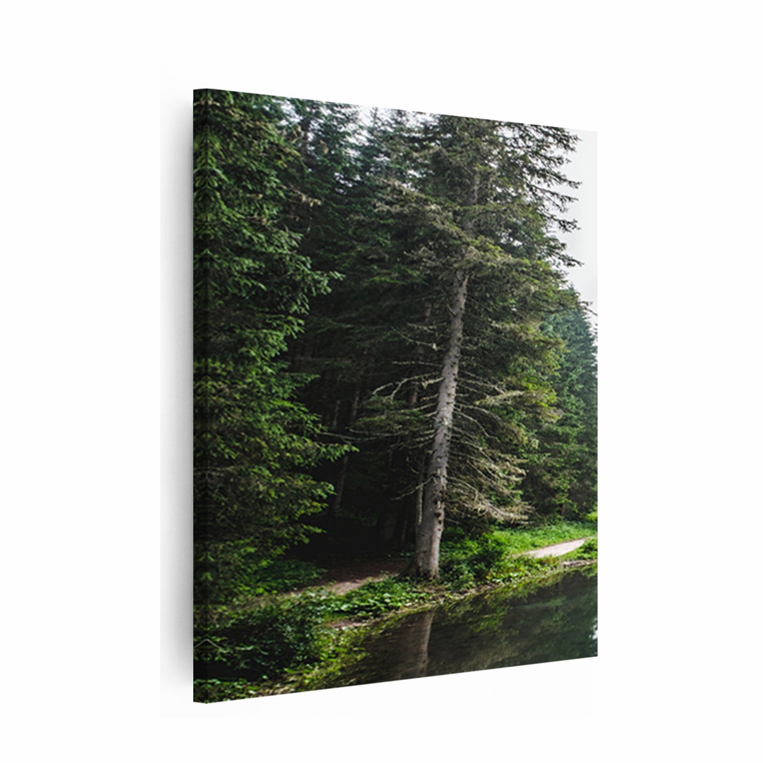 Forest canvas print.