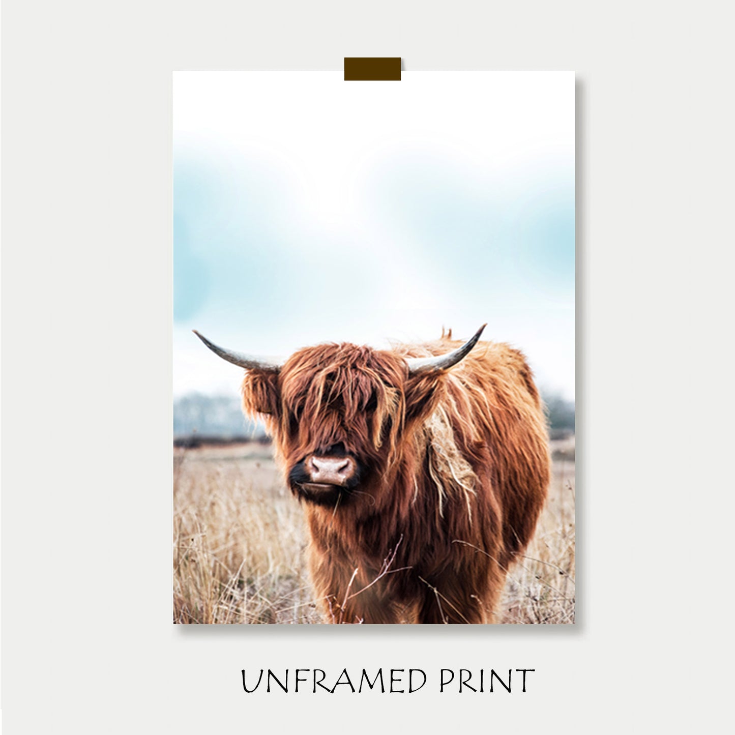 Shaggy cow unframed print.