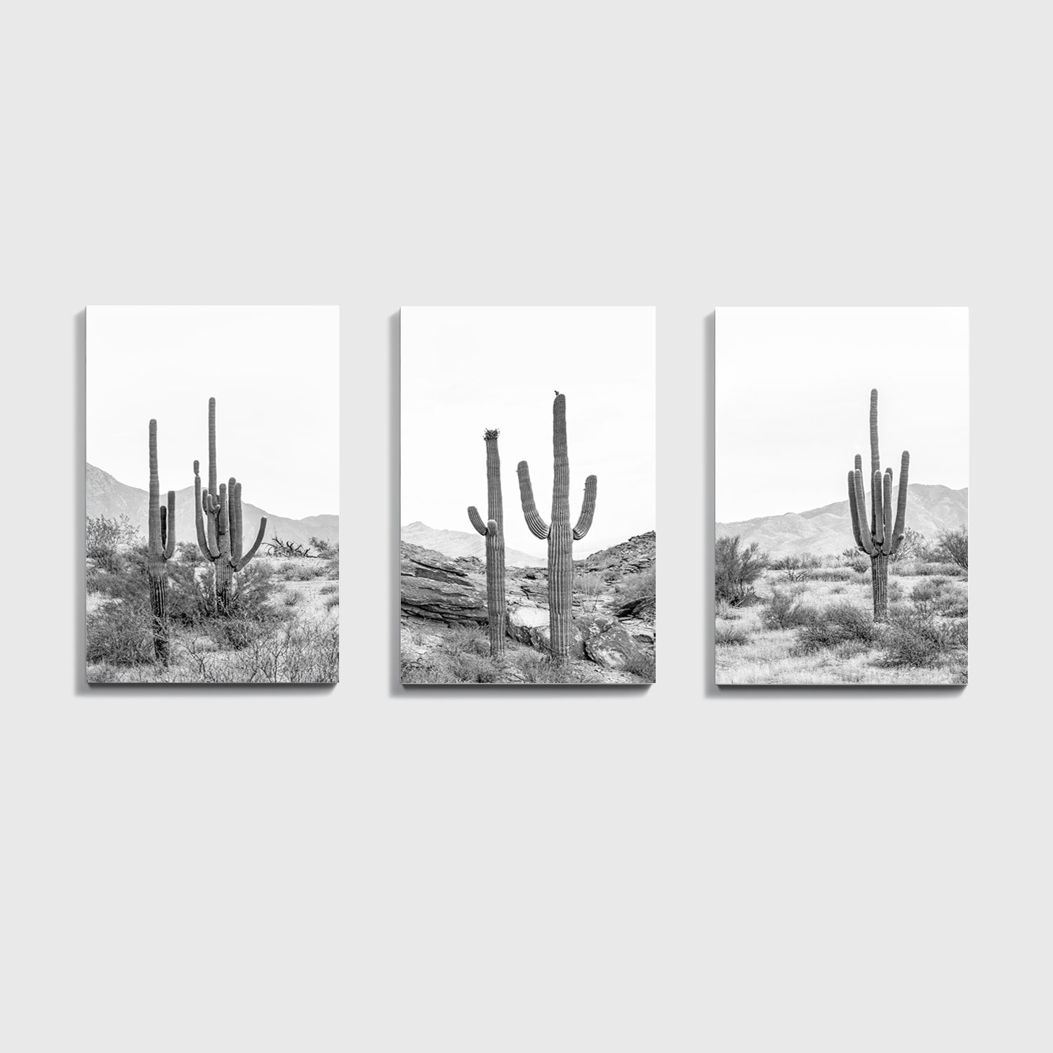 Kakteen-Triptychon in der Wüste von Arizona