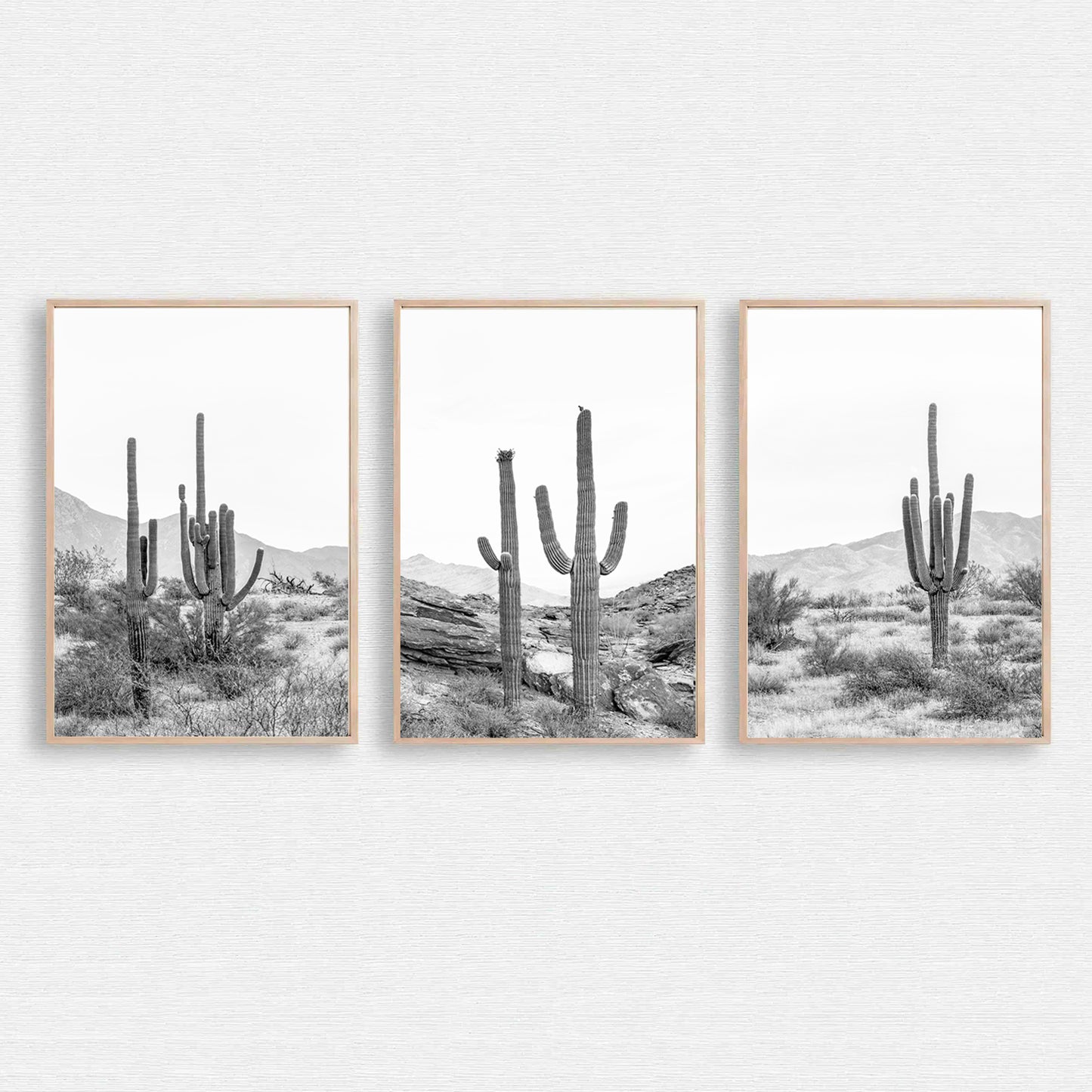 Cacti triptych in Arizona desert.