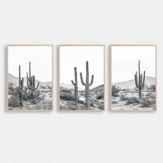 Cacti triptych in Arizona desert.