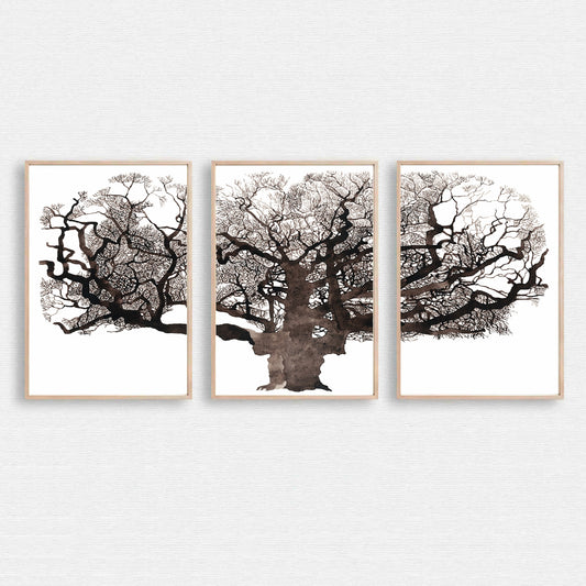 Mighty oak tree 3 piece wall art.