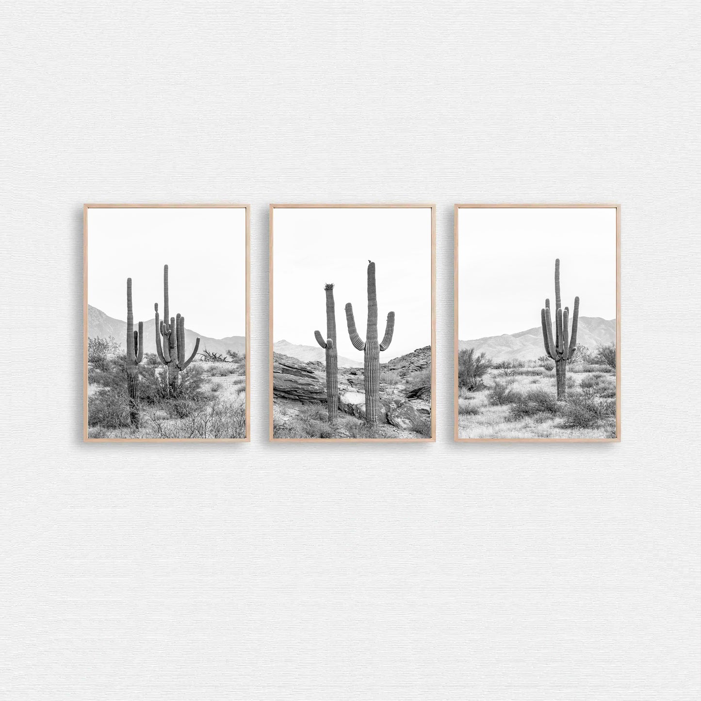 Cacti triptych in Arizona desert.