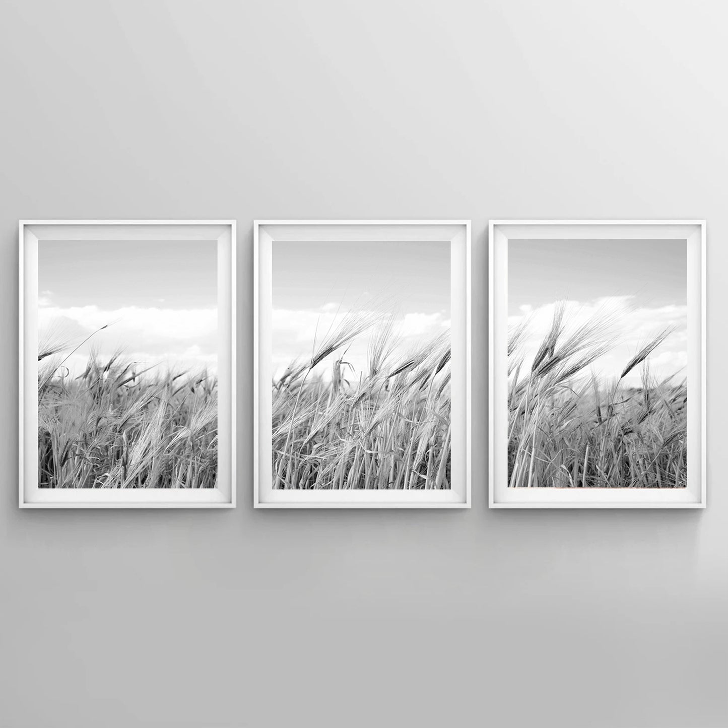 Ears of wheat photos in white color frames.